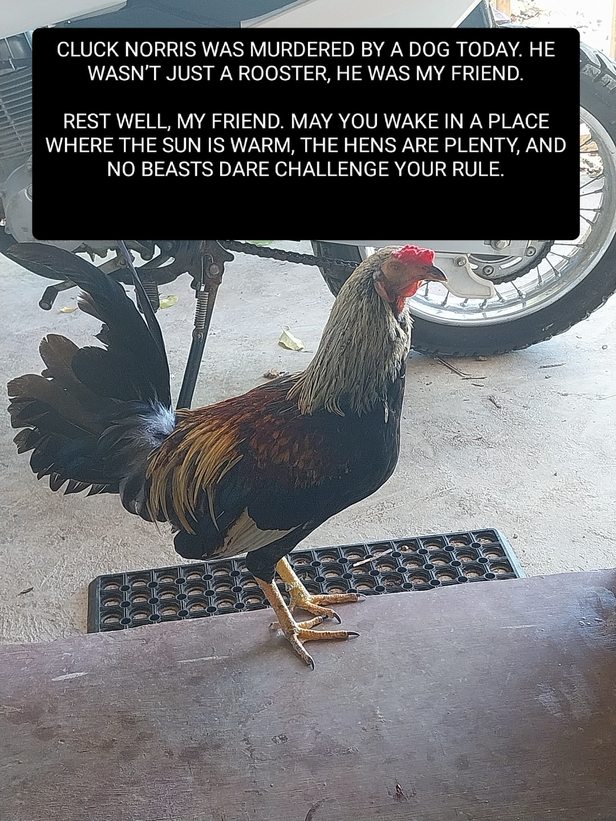 Don't mistake me for a filthy vegan. I love eating chicken but this one was my friend. - meme