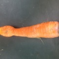 This carrot is so strange