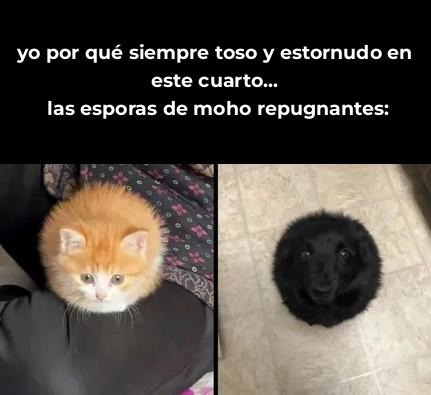 las esporas del cuarto ya me tienen fichado - meme