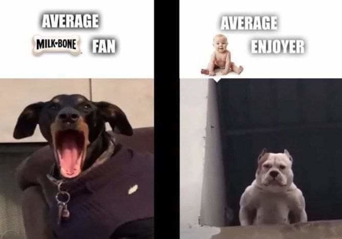dongs in a dog - meme