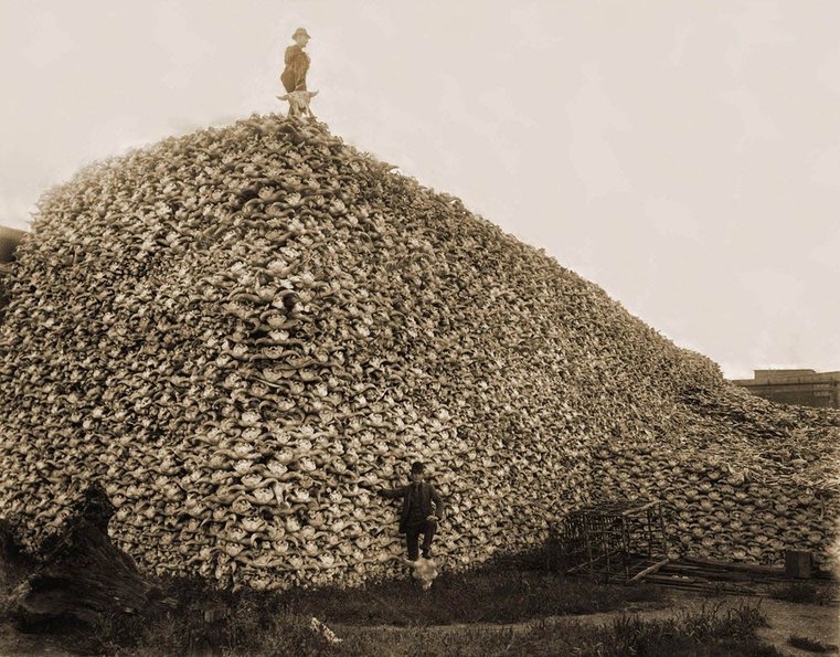 Pile of Buffalo Bones... Can you even imagine?!? - meme