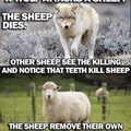 I wouldn't have a problem with the sheepe if only the sheep just left me and my teeth alone.