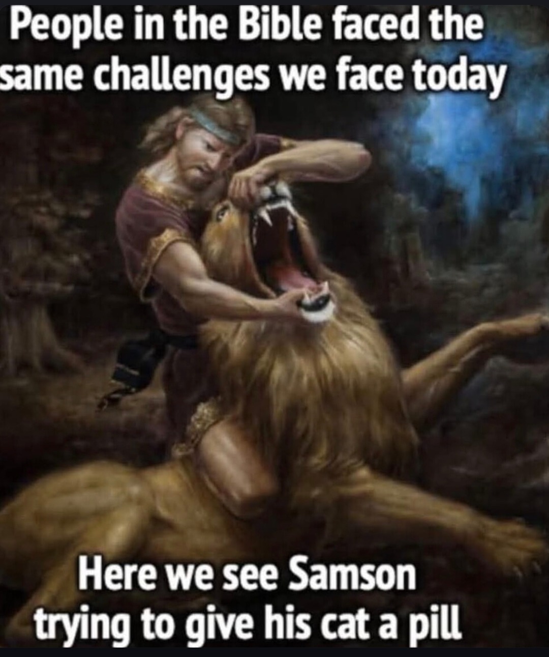 samson cat pill struggle - meme