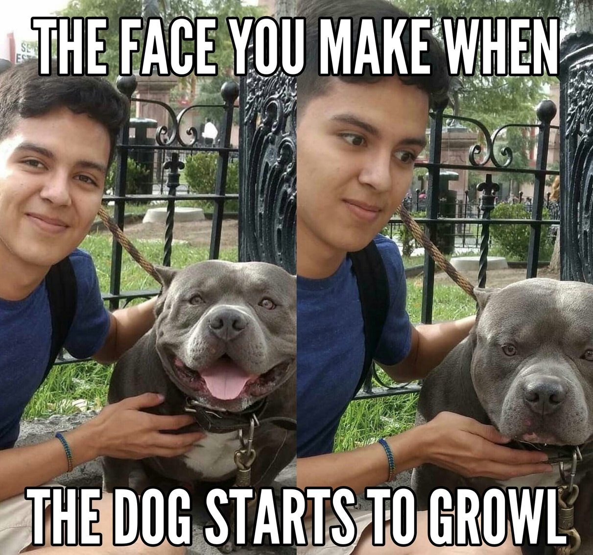 They said he was a friendly doggo... - meme
