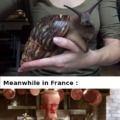 Snails in France