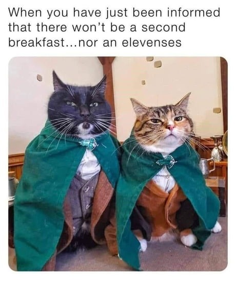 Funny cat hobbits meme