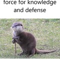 Otters are stong with the force