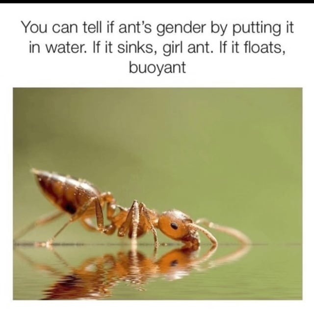 buoyant ant joke resurfaces, we’re back at pun hell - meme