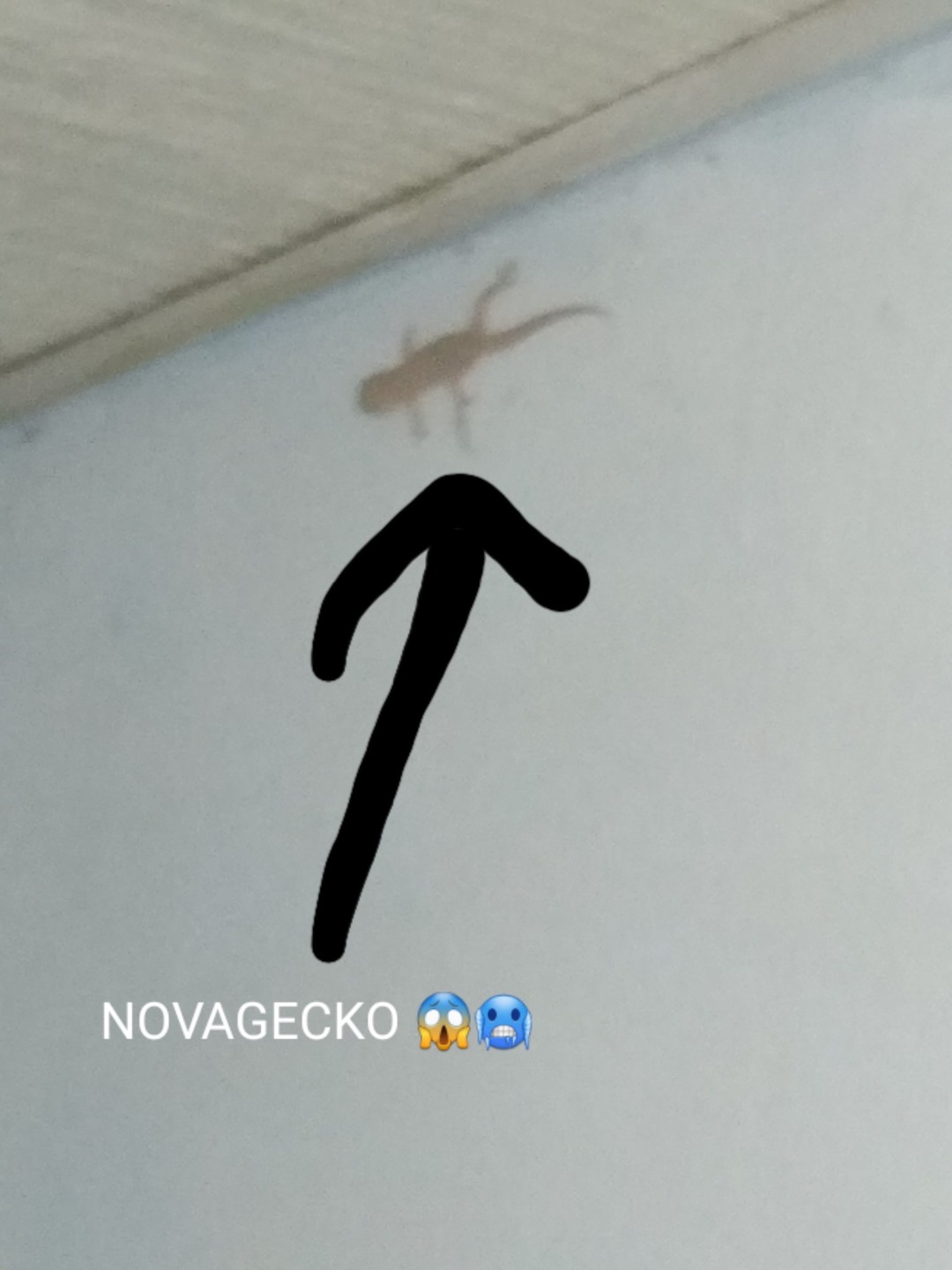 Novagecko?!! - meme