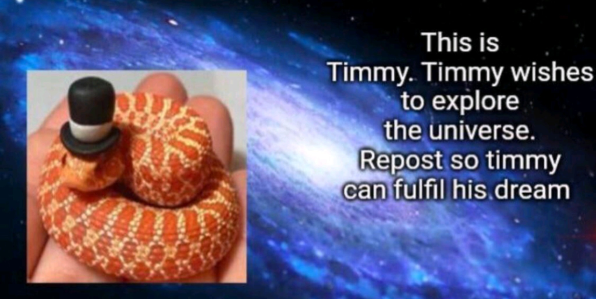 Pls help Timmy - meme