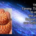 Pls help Timmy