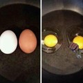 Minority eggs