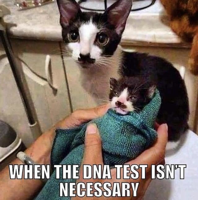 When the DNA test is just a formality - meme
