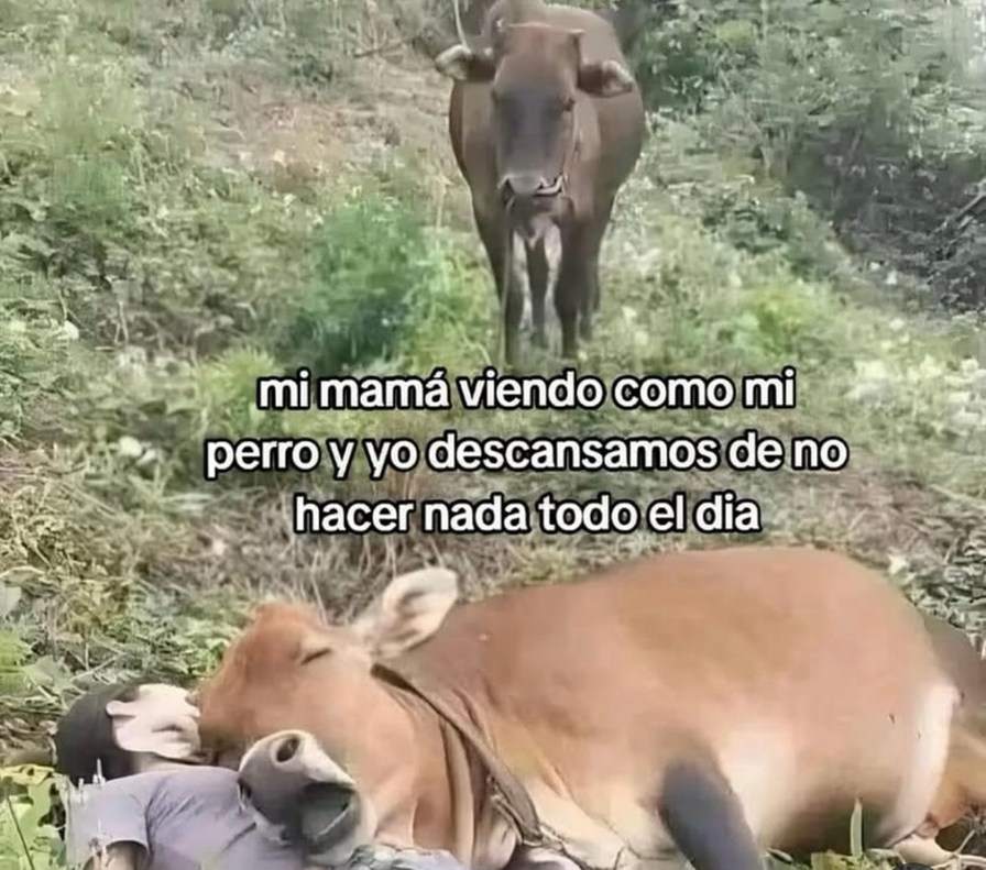 Mi mamá viendo cómo mi perro y yo dominamos el arte de no hacer nada - meme