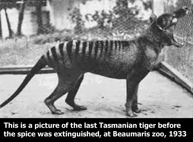 Tasmanian tiger - meme