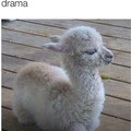 baby lama