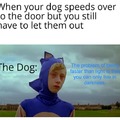 Dog meme