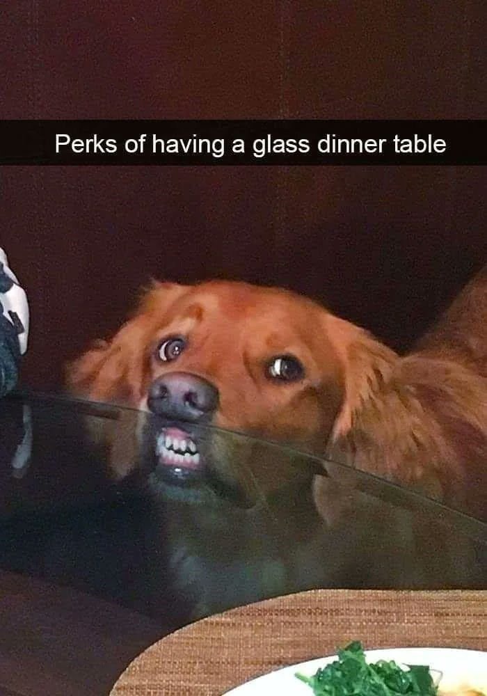 Can I haz peeza - meme