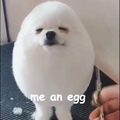 egg dog