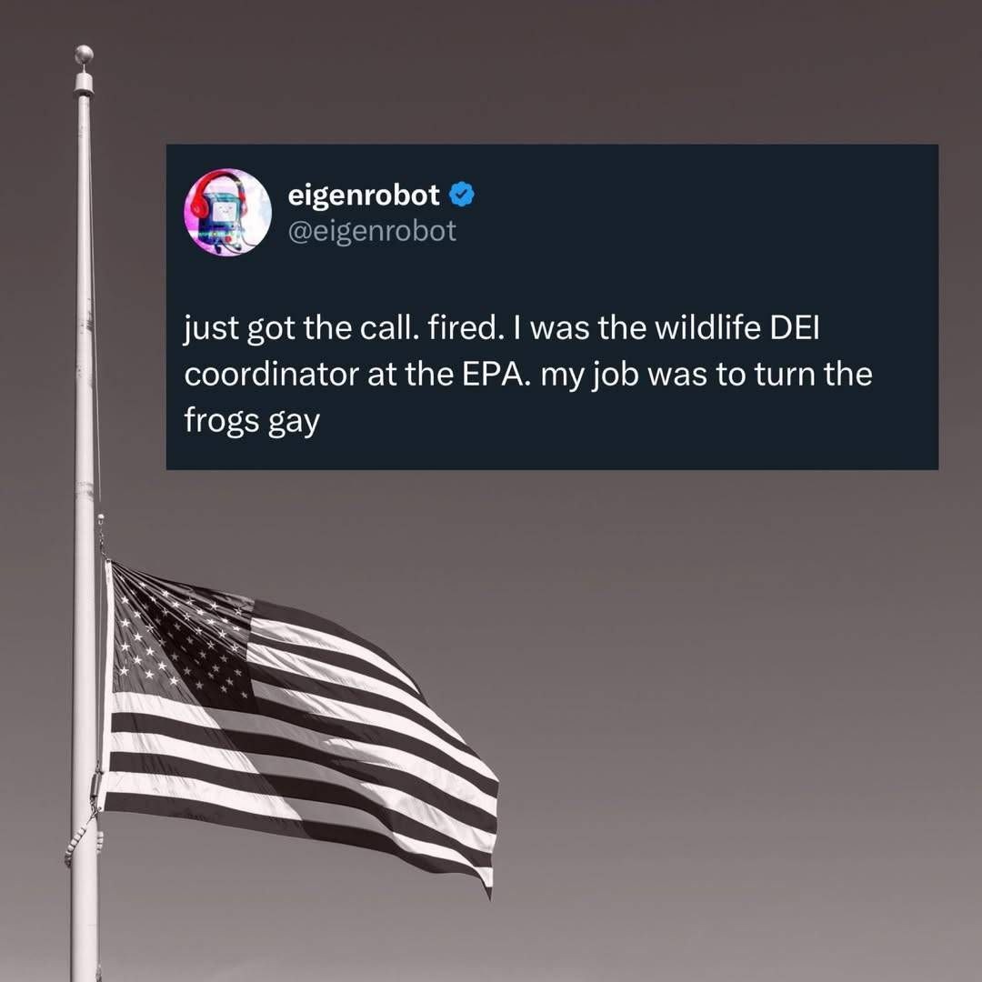 The frogs are safe now - meme