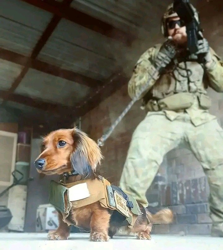 El perro guardian más temible - meme