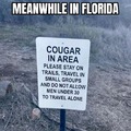 Cougars and panthers both live in Florida