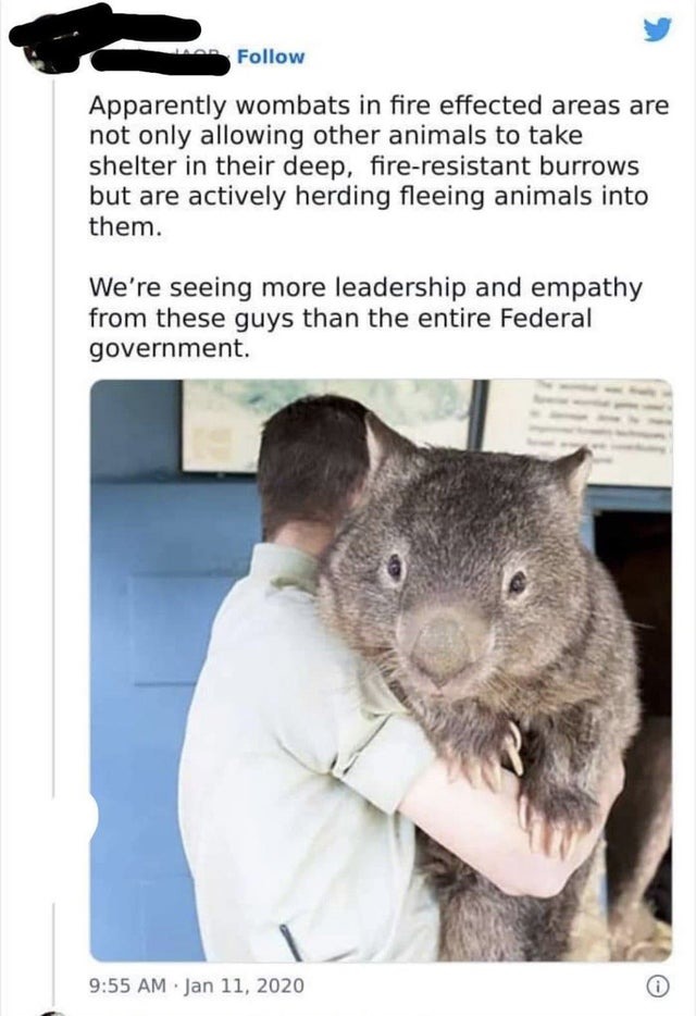 Wombats are gigachads - meme