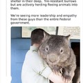 Wombats are gigachads
