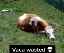 Vaca 3 - meme