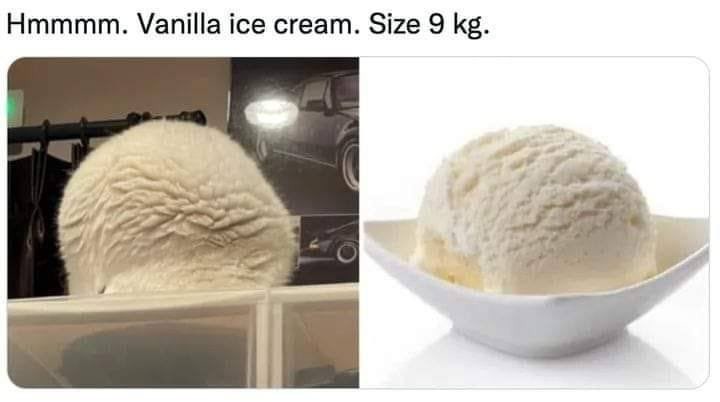 vanilla cat - meme