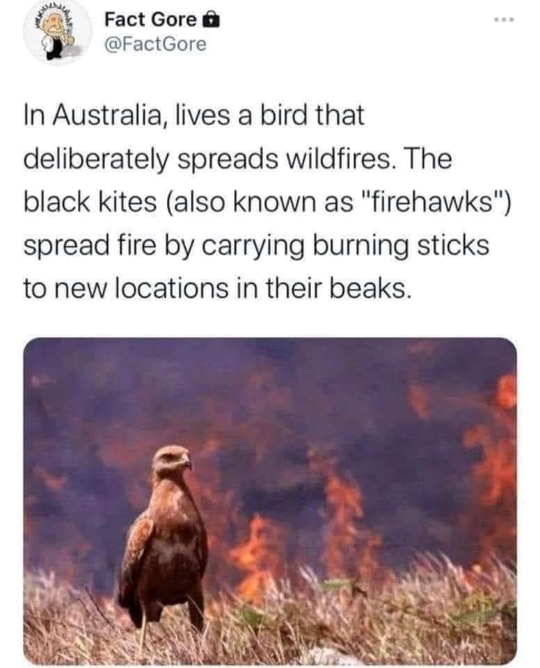 Fuck Australia - meme