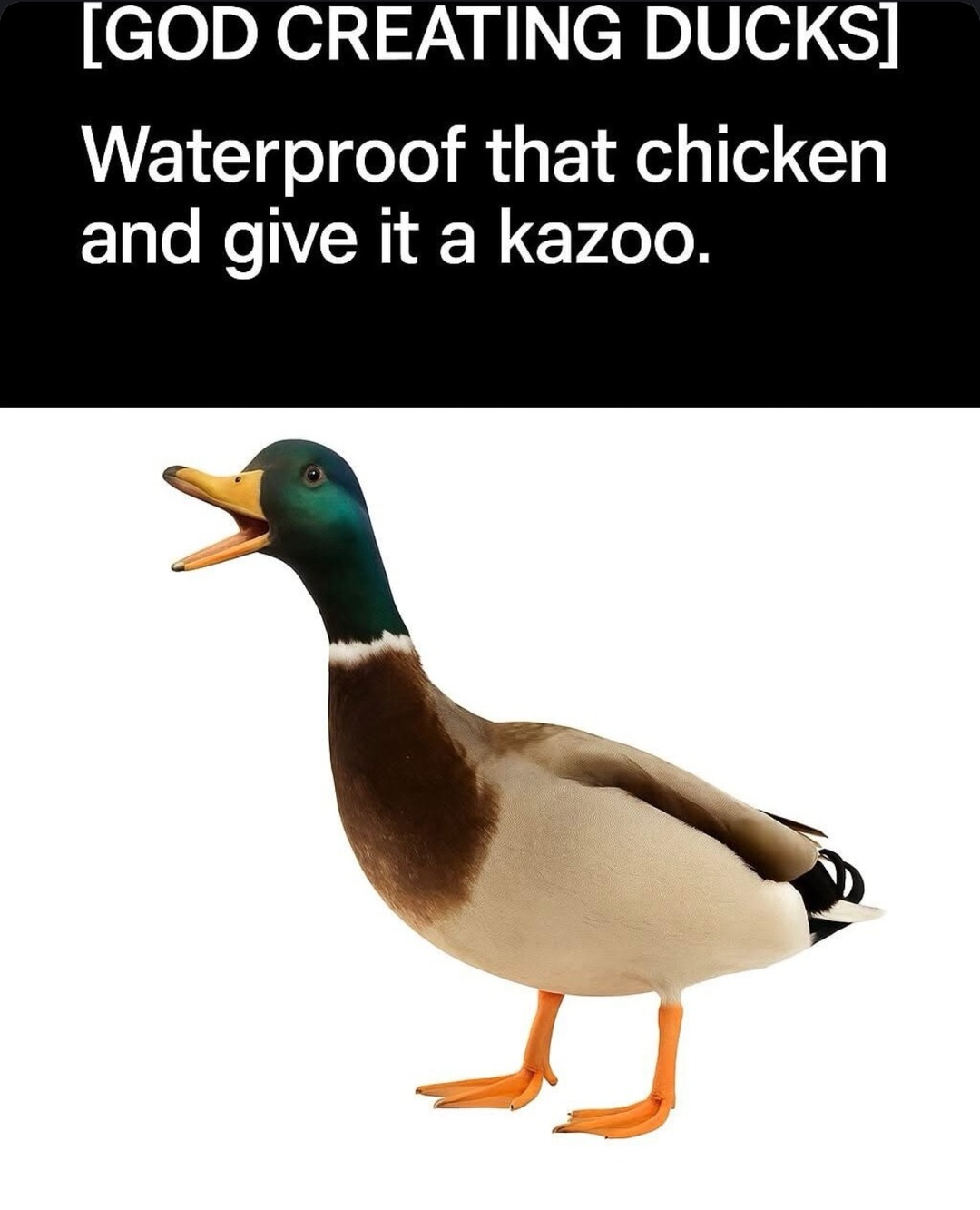 God making ducks: Waterproof the chicken and give it a kazoo - meme