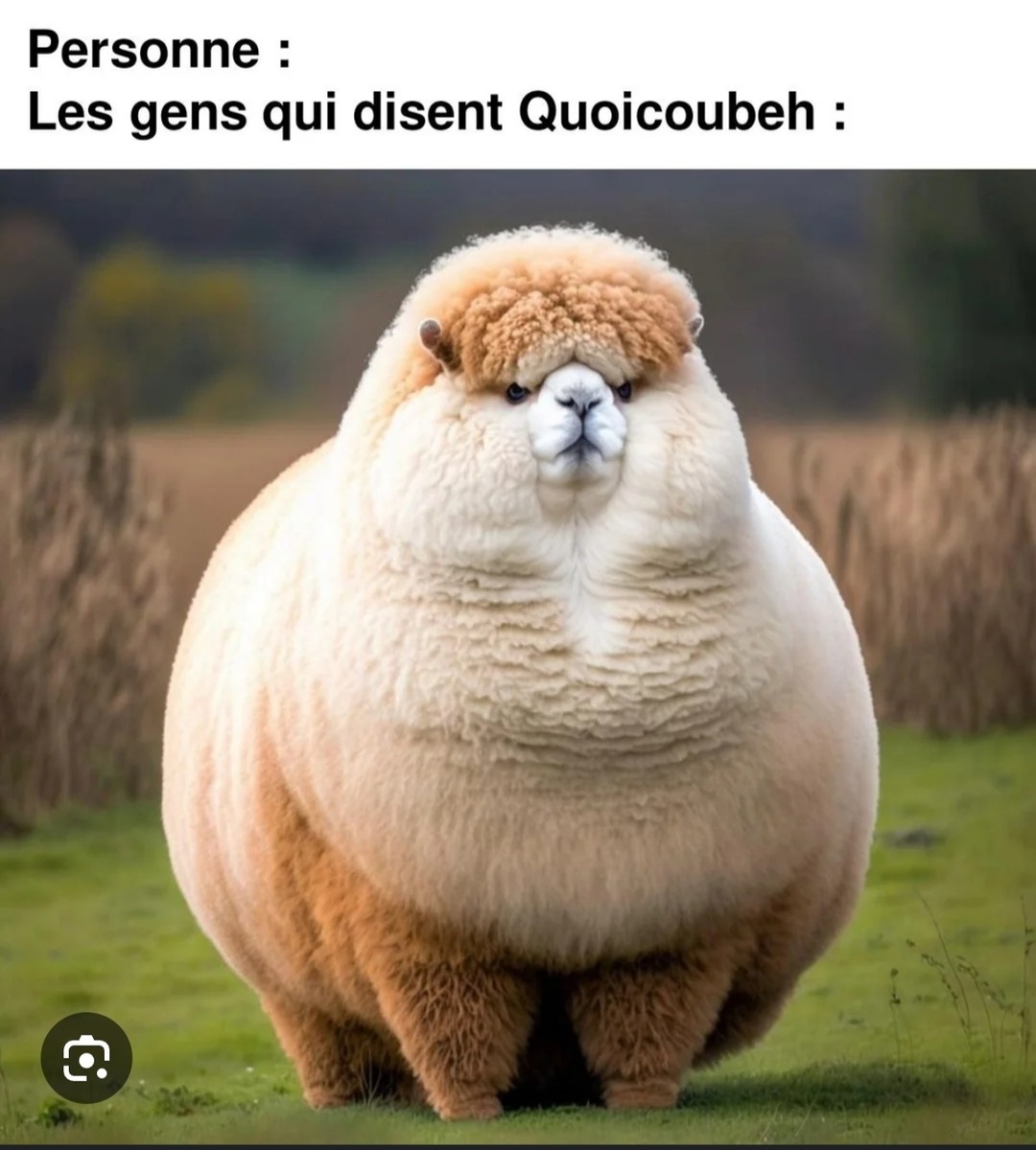 Lama ou mouton ? - meme