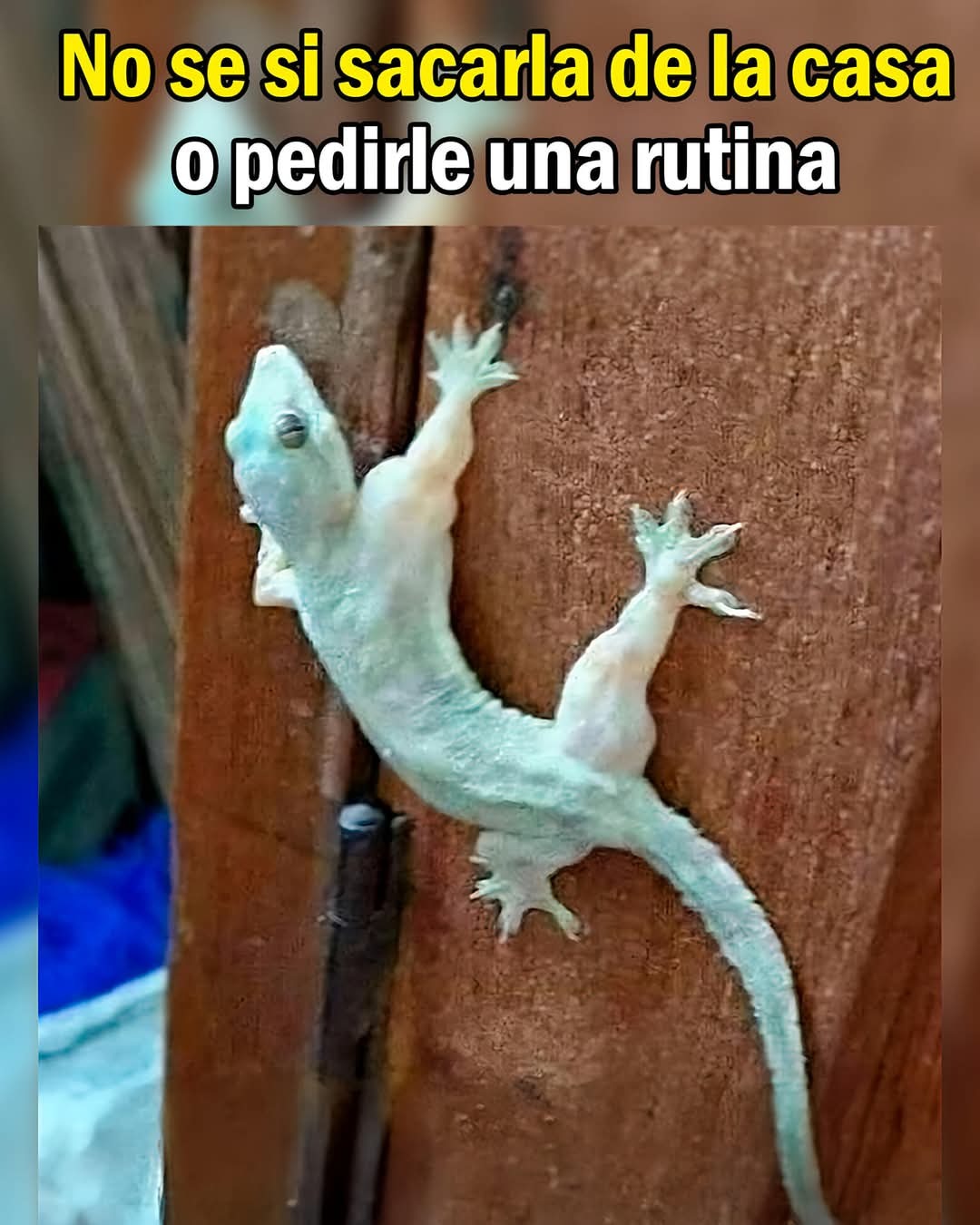 Cizyreqgu - meme
