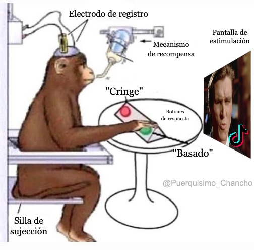 Tiktokers de mrd :son: - meme