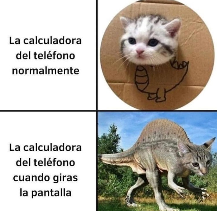 cat - meme