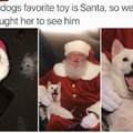 Dogs favorite toy is Santa