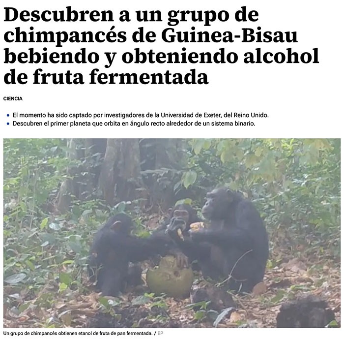 Chimpancés con alcohol, planeta de los monos versión botellón - meme