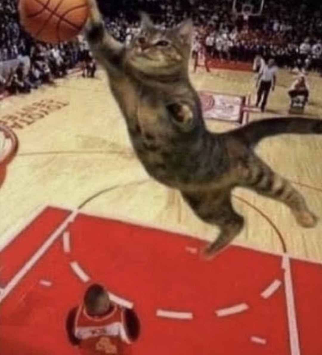 Kat - meme