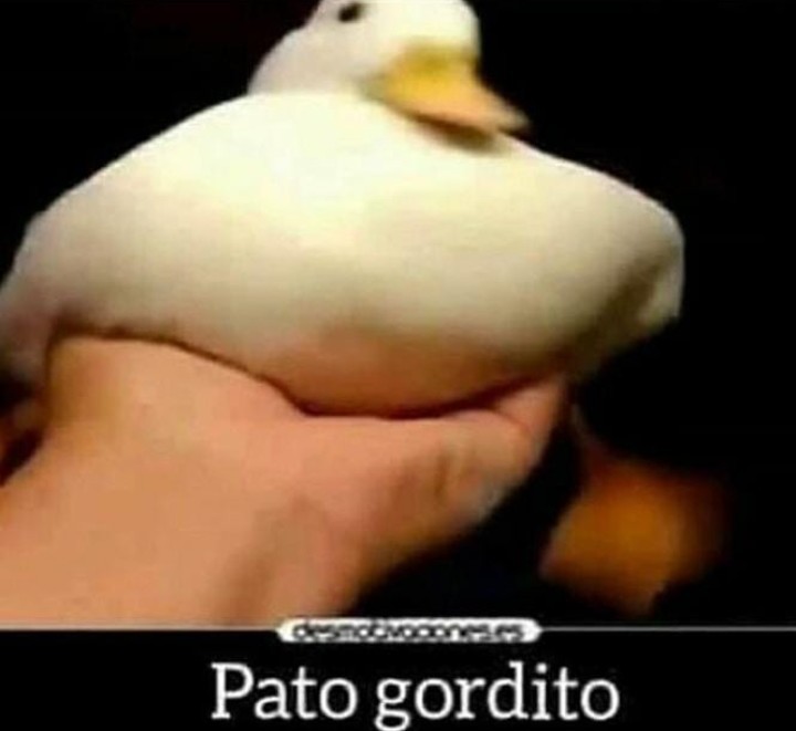 Pato gordito - meme