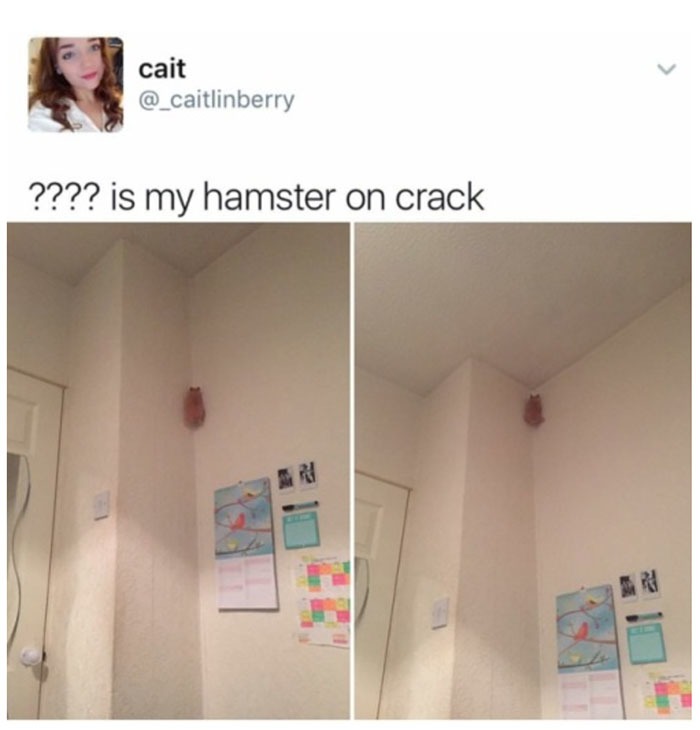 hámster modo crack activado - meme