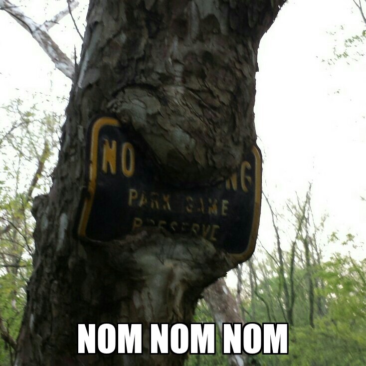 tree is hungry - meme