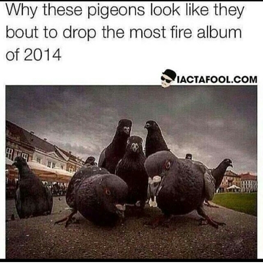 Pigeons ll Society - meme