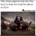Pigeons ll Society