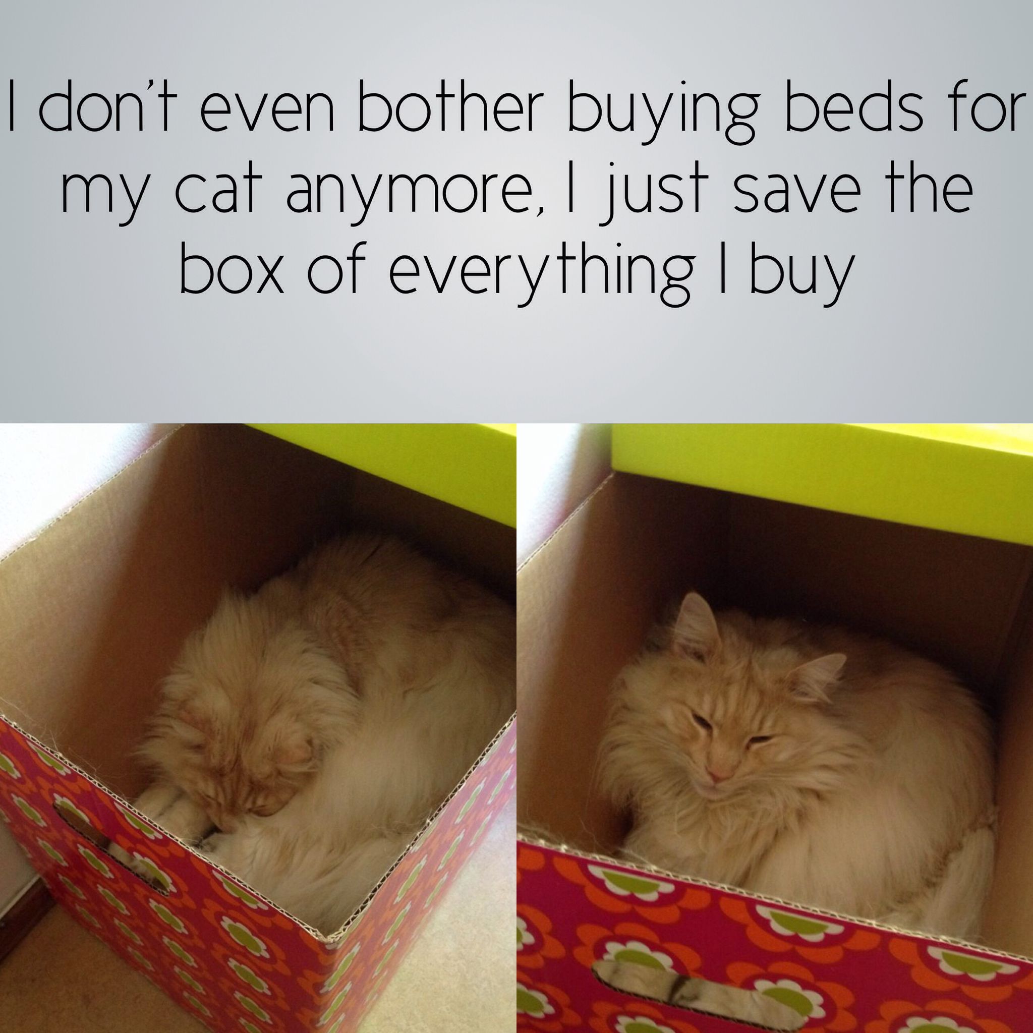 Being cat owner is suffering - meme