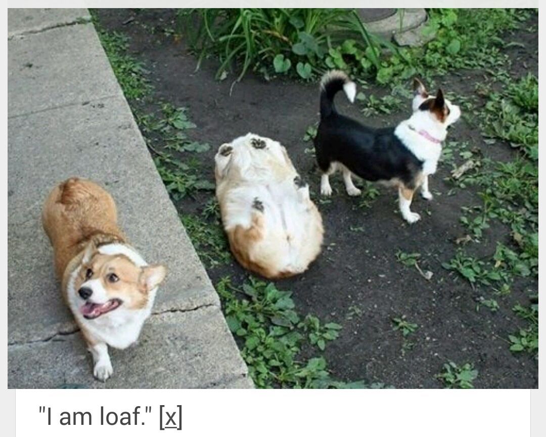 He is loaf. - meme