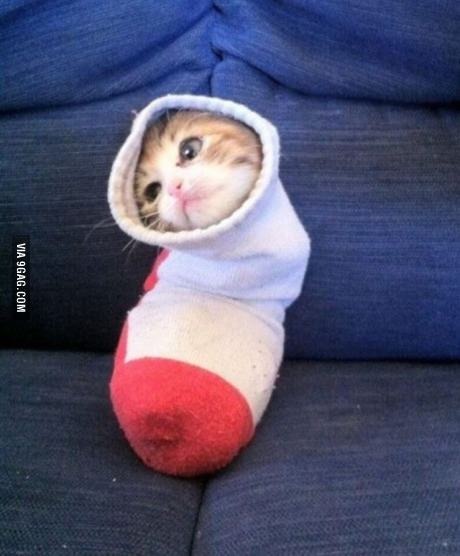 here's a kitten in a sock - meme
