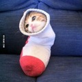 here's a kitten in a sock