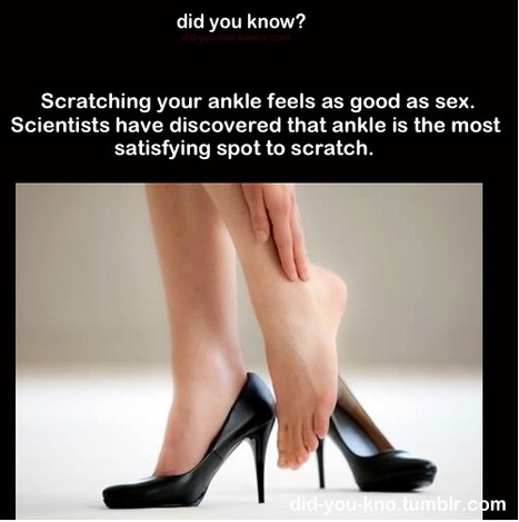 Proceeds to scratch ankle :P - meme