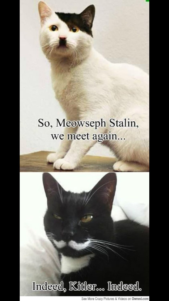 CATS WAR III - meme